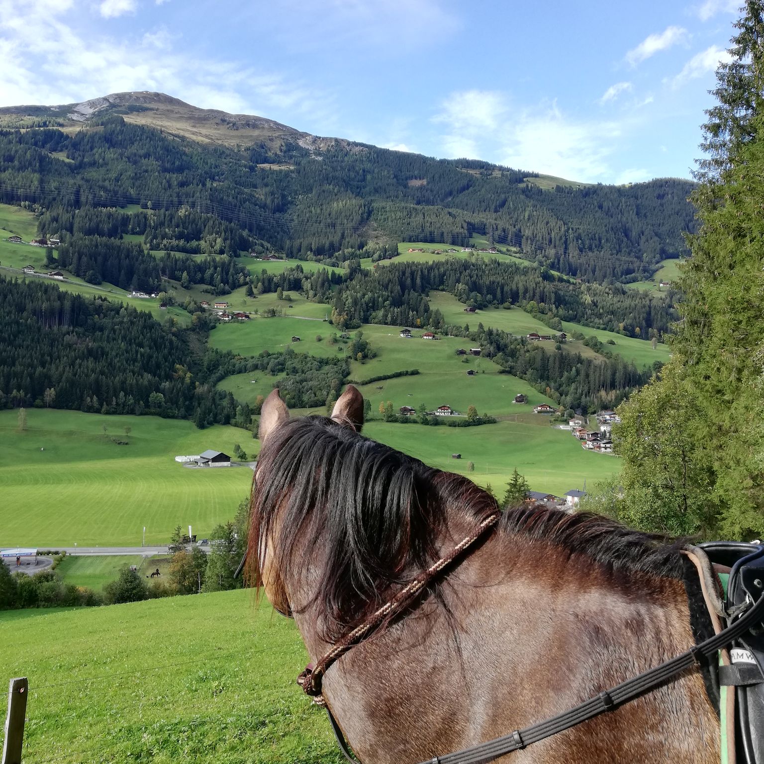 Pferd schaut in die bergige Landschaft